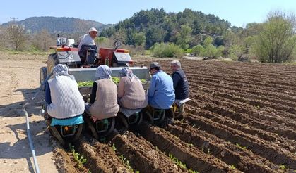 Selendi'de tarım işçisi yevmiyesi 1400 TL oldu