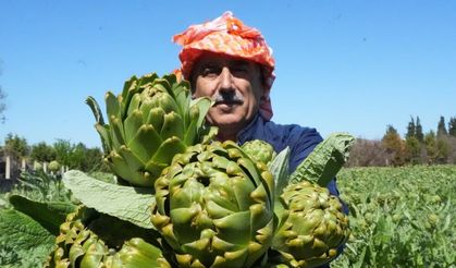 Karaciğer dostu tescilli sakız enginarı tarladan sofralara uzanıyor
