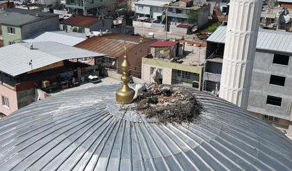 Manisa ve Denizli'nin misafir leylekleri