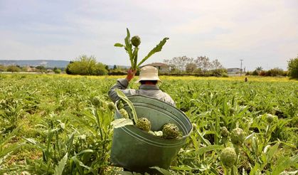 Uluslararası Urla Enginar Festivali 1-2-3 Mayıs’ta yapılacak