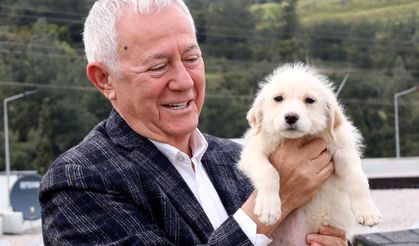 İZSİAD 'Her Fabrikaya Barınaktan Bir Köpek" kampanyasını yükseltiyor