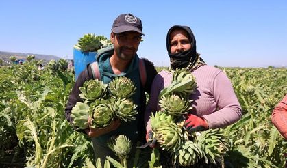 Sağlık kaynağı Aydın enginarında hasat sürüyor