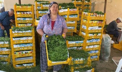 Manisa'da asma yaprağı sezonu başladı