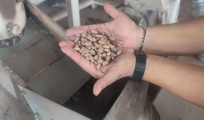 Çam fıstığı altınla yarışıyor
