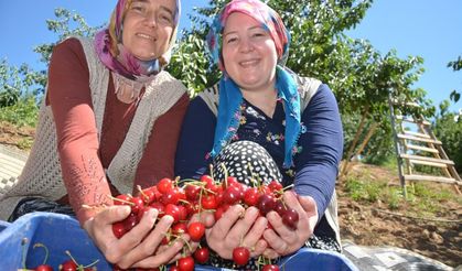 Dünyaca ünlü Demirci kirazında hasat başladı