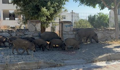 Bodrum'da gündüz vakti domuz sürüsü mahalleye indi