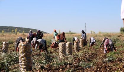 Hasadı başlayan patates fiyatıyla üreticilerin yüzünü güldürdü