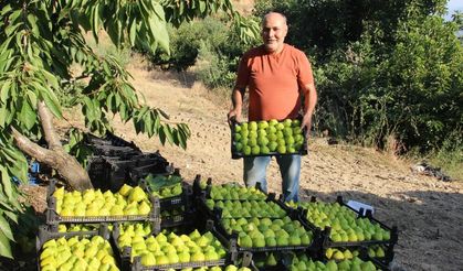 Turgutlu'nun Yediveren iicirinde fiyatlar yeniden tavan yaptı!