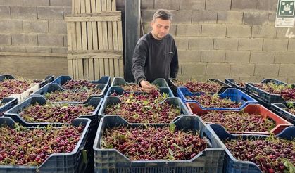 Kütahyalı vişne üreticileri taban fiyat ve fiyat istikrarı istiyor
