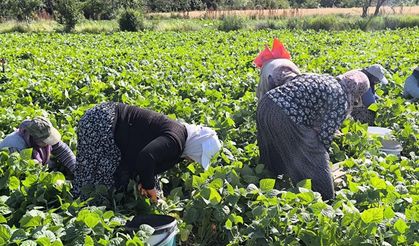 Hasadı yapılan fasulye, kilogramı 50-60 TL'den alıcı buluyor
