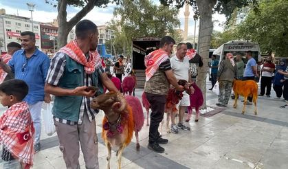 853 yıllık gelenekte koyunlar sudan önce bulvardan geçti
