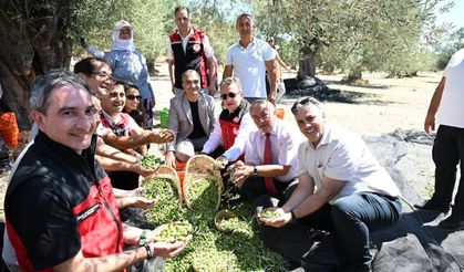 Dikili'de sezonun ilk zeytin hasadı başladı