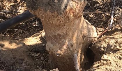 Tarla fareleri incir ve zeytin ağaçlarına zarar veriyor