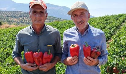 Salihli’de kapya biberde hasat zamanı
