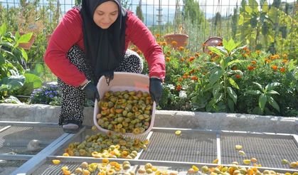 Manisa'nın coğrafi işaretli Figan-i Efendi Eriği yılın 12 ayı sofralarda