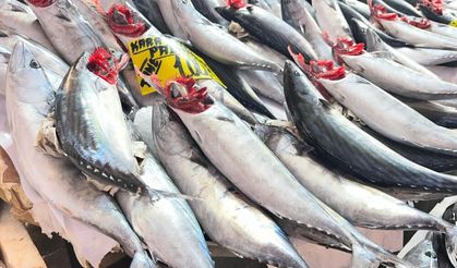 İzmir'de 100 liraya palamut ziyafeti