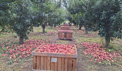 Elma üreticisi maliyet altında eziliyor