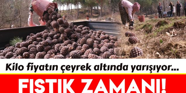 İzmir'de çam fıstığı hasadı başladı!