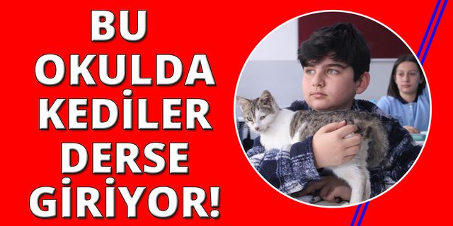İzmir'de okullu kediler derse giriyor!