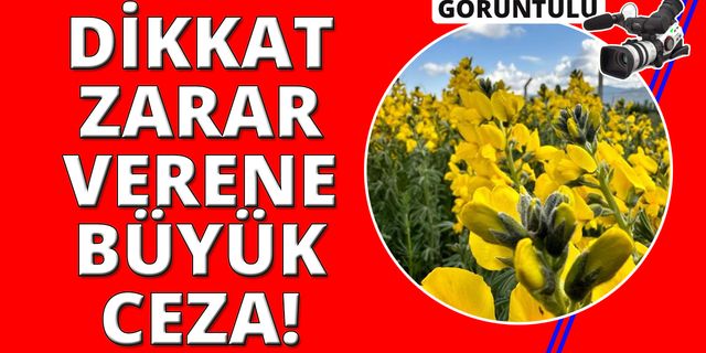 Eber Sarısı çiçeği koparmanın cezası 244 bin 315 TL