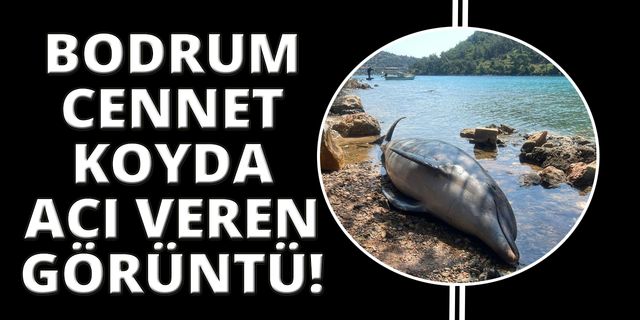  Bodrum Cennet koyda ölü yunus balığı karaya vurdu
