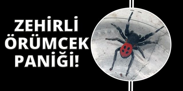  Denizli’de zehirli uğur böceği örümceği görüldü