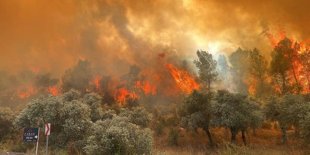  Milas’ta orman yangını