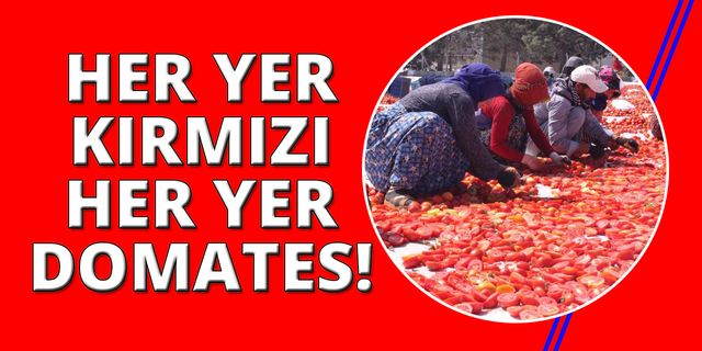 İzmir'de domatesler kurutulmaya başlandı
