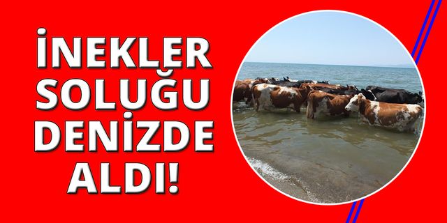 Balıkesir’de sıcaktan bunalan inekler soluğu denizde alıyor