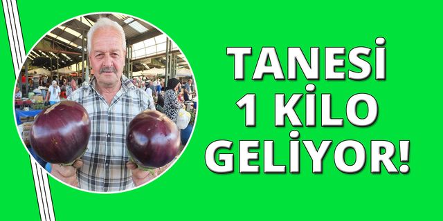 Kiloluk patlıcanlar pazarda ilgi görüyor