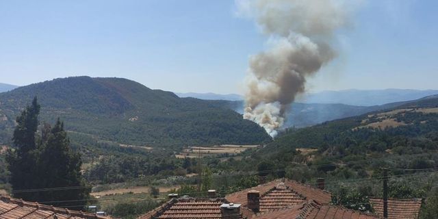 Manisa'da orman yangını çıktı