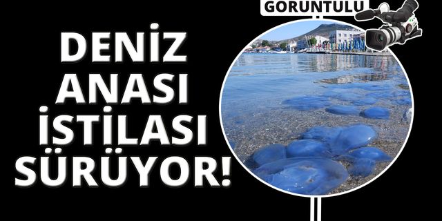 Foça’da denizanası istilası sürüyor!