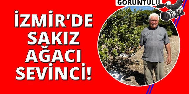 İzmir'de 10 yıl önce dikilen sakız ağaçlarına ilk çizikler atıldı