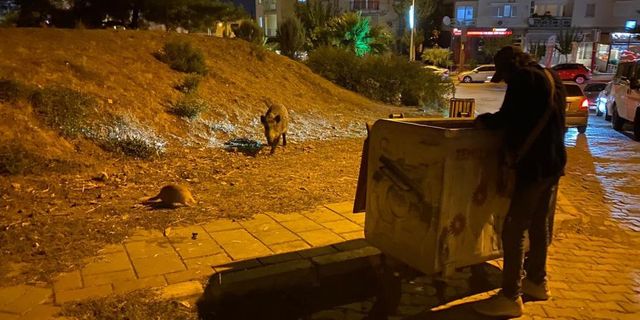  İzmir'de domuz sürüleri bu defa Balçova'ya indi
