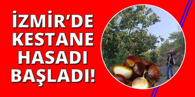 İzmir'in dağlarında kestane hasadı başladı