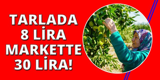 İzmir'de mandalina hasadı başladı
