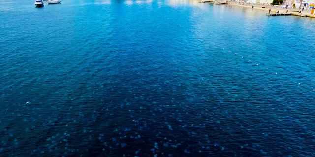 Denizanalarının Foça istilası havadan görüntülendi