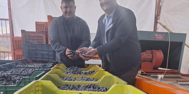 Manisa'da zeytinin kilosu 100 lirayı buldu