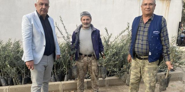 Üzümün başkentinde zeytin alanları artıyor