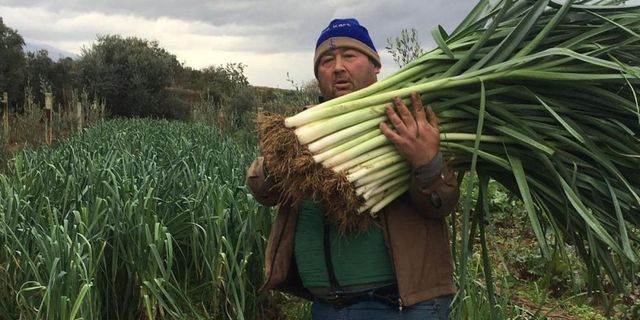  Manisalı üretici 35 yıl sonra ata tohumlarıyla sebze yetiştirmeye başladı