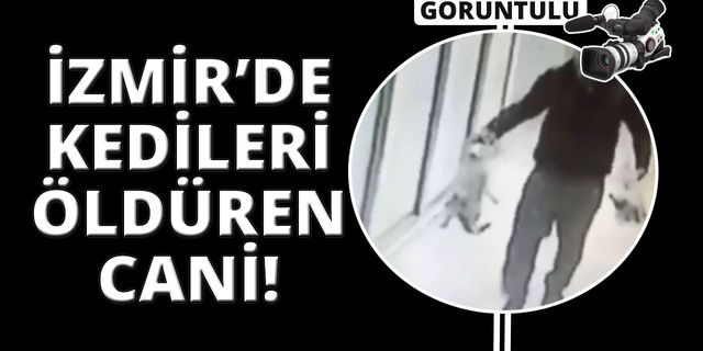 İzmir'de sokaktan kedileri toplayıp evinde öldürüyor