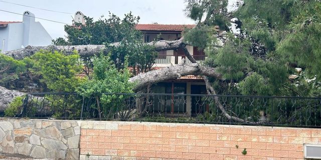  İzmir Çeşme'de dev ağaç evin bahçesine devrildi