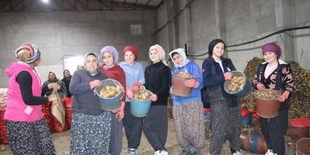 Patates işçisi kadınlar 8 Mart'ı işlerinin başında geçirdi