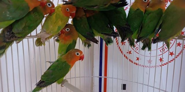  Manisa’da satışı yasak papağan ele geçirildi