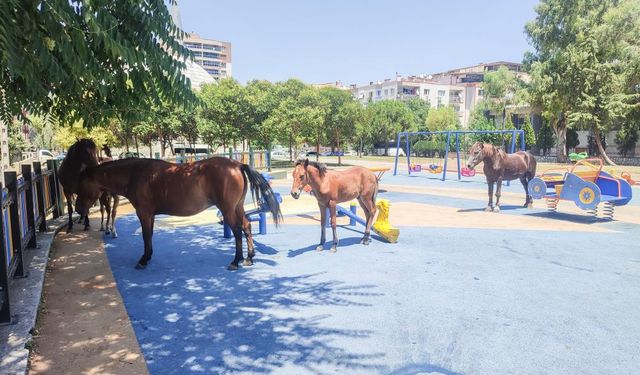 Manisa'da yılkı atları çocuk parkını sevdi