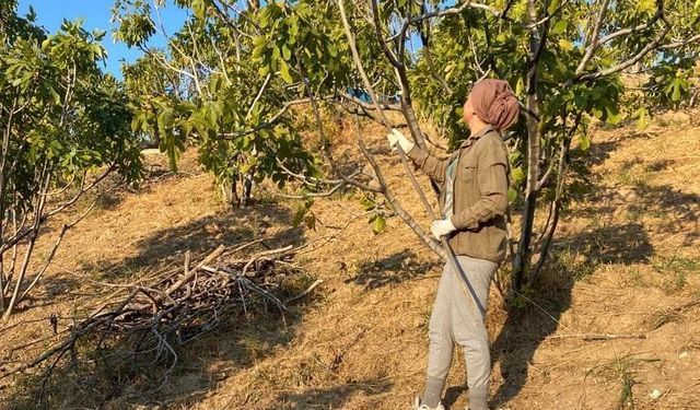 Aydın'da incir hasadı başladı