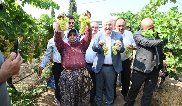 Denizli'de üzüm hasadı başladı