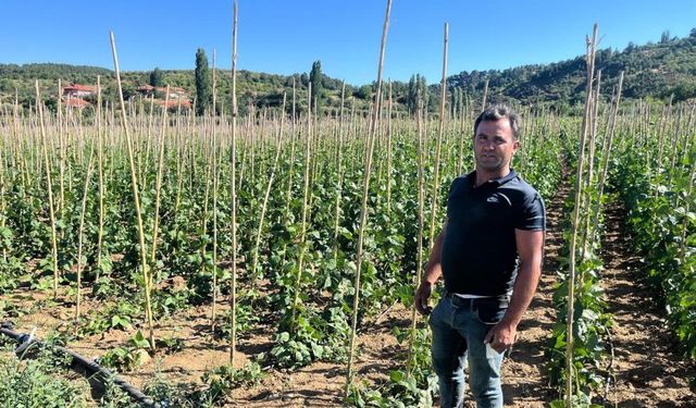 Fasulyede yüksek verim yüzleri güldürdü