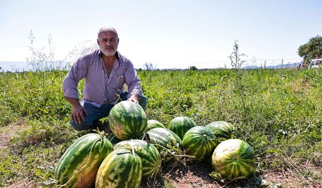 Belediye üreticinin elinde kalan karpuzları büyükşehir aldı