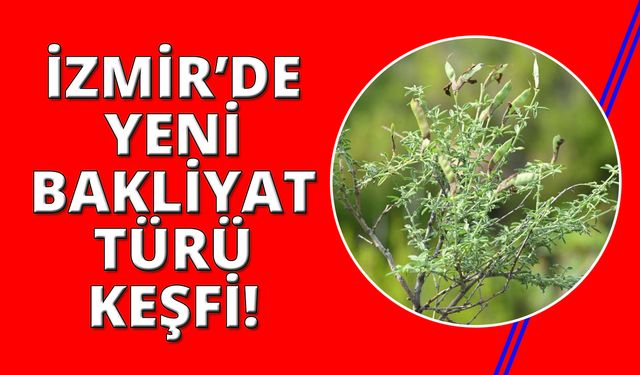 İzmir'de yeni bakliyat türü keşfi: "İzmirborcağı"...
